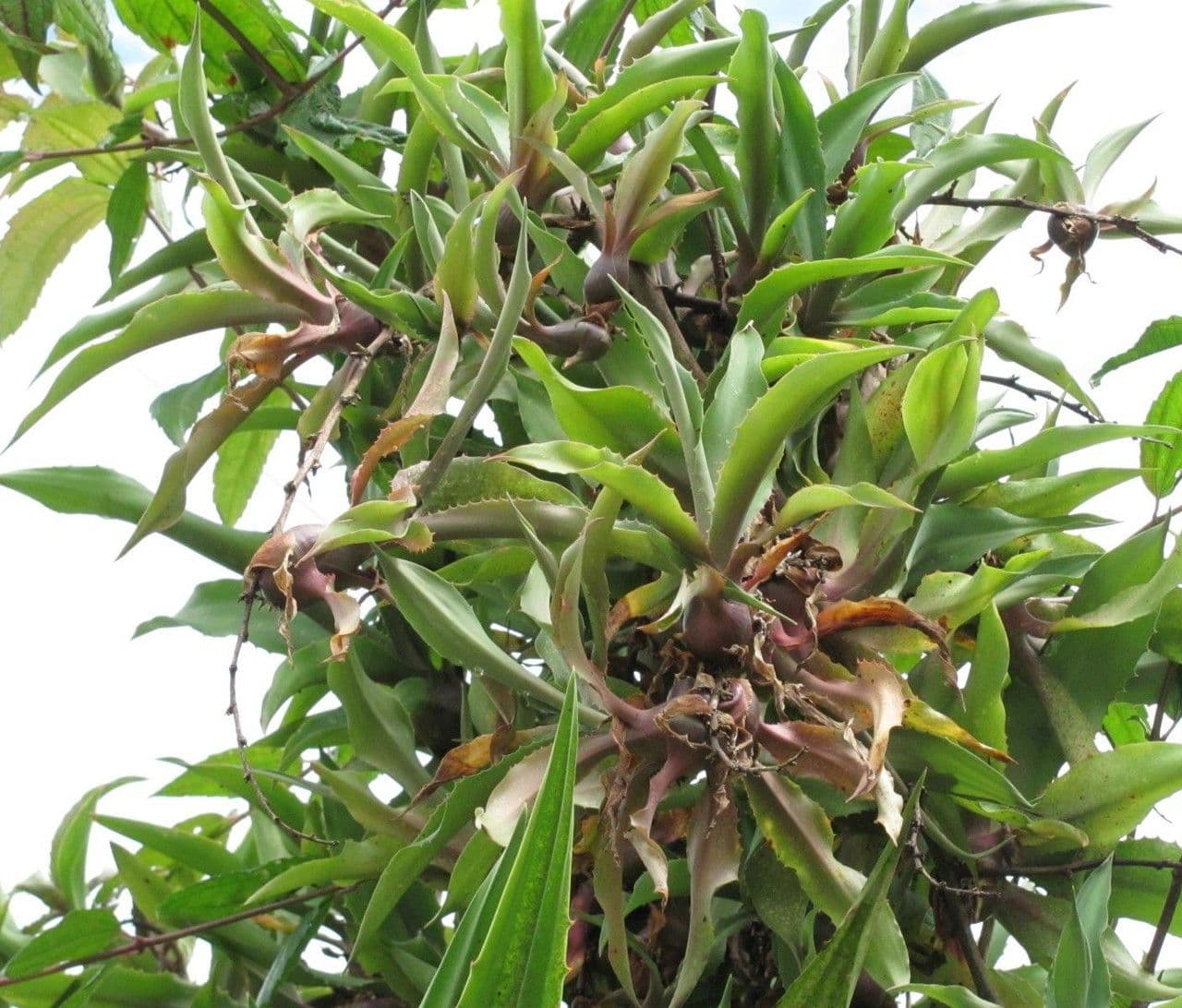 Agave 14
