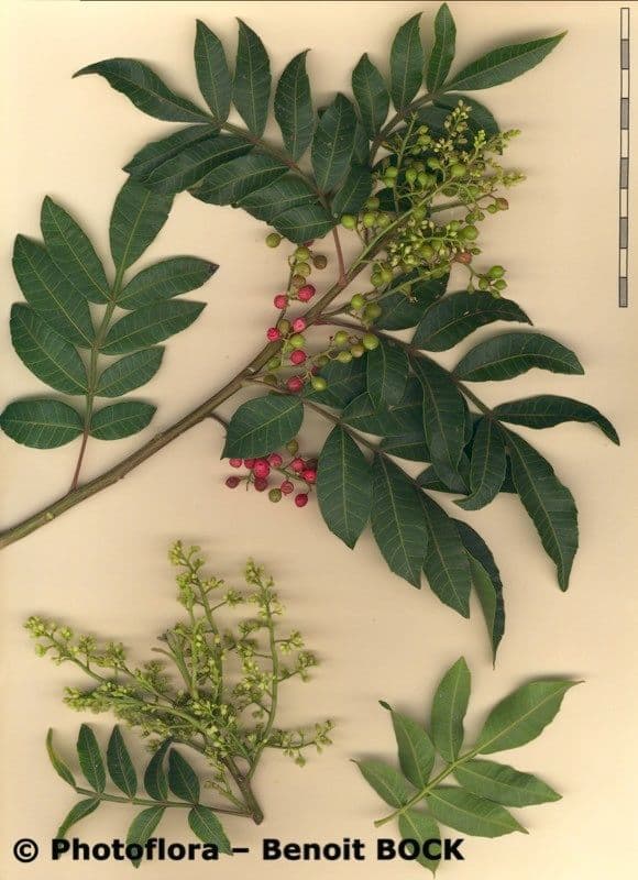 Pistacia 30