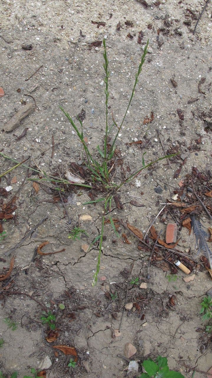 Jílek mnohokvětý 13