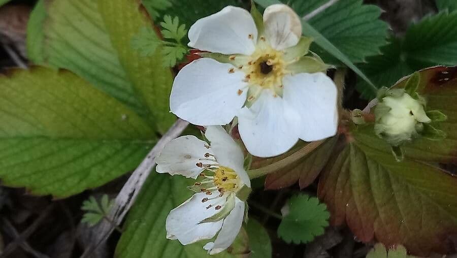 Strawberryleaf cinquefoil 7