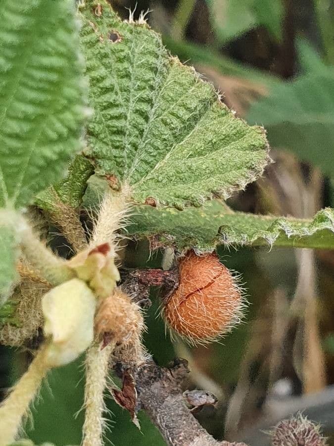 Grewia 3