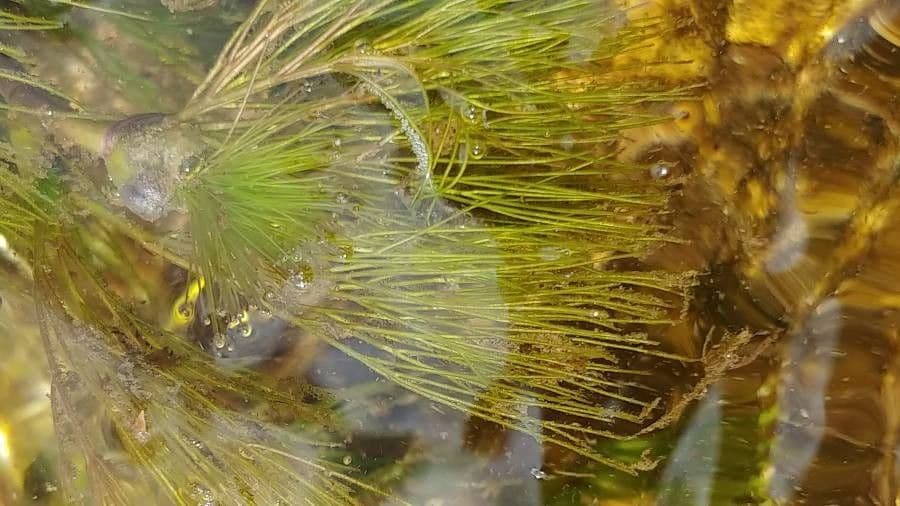 Ranunculus fluitans 16