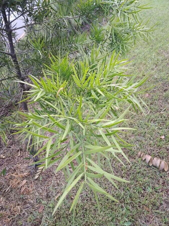 Afrocarpus 6