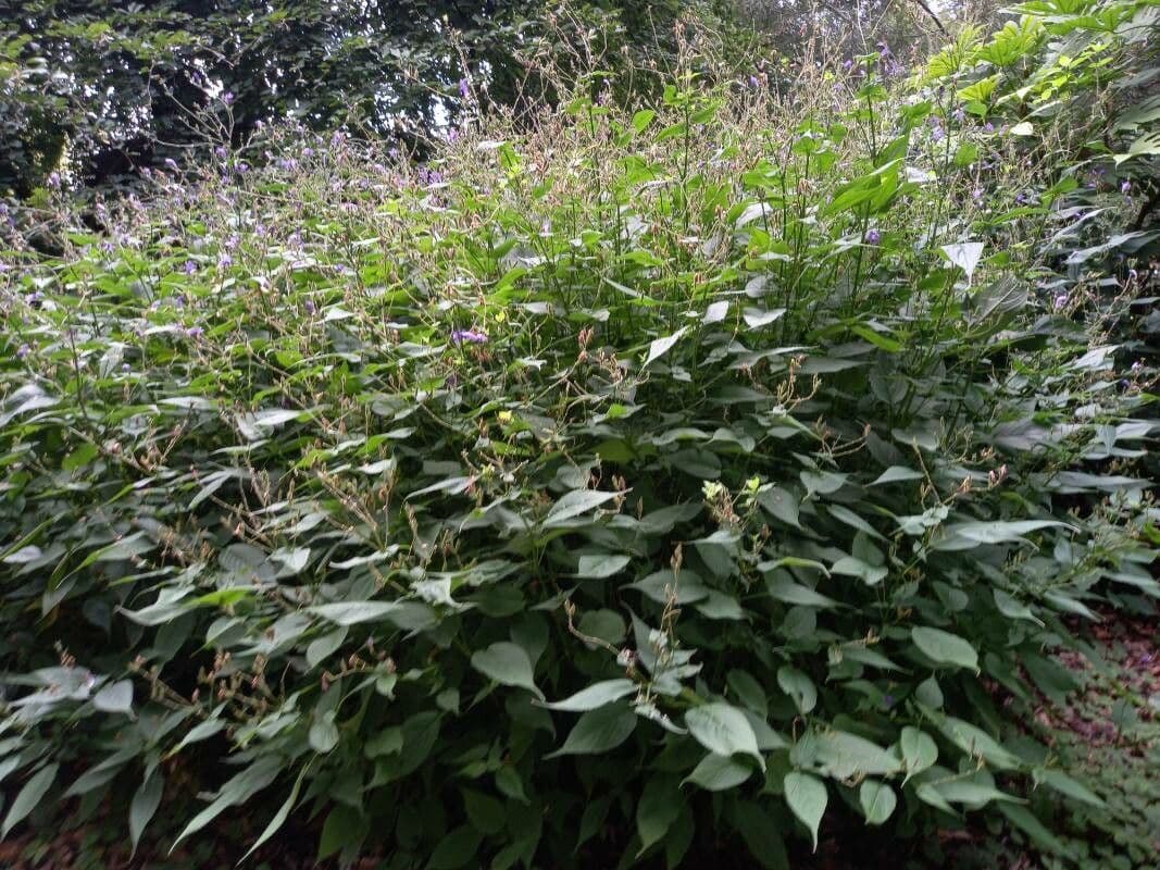 Strobilanthes 3