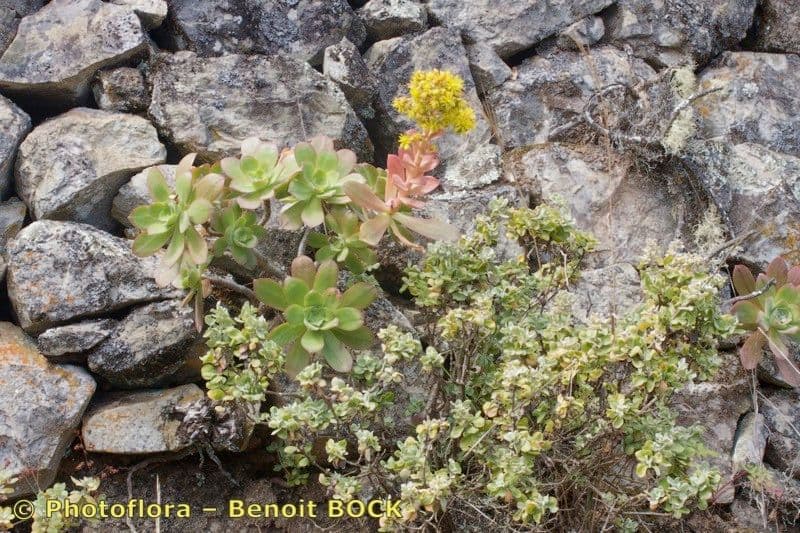 Aeonium 2