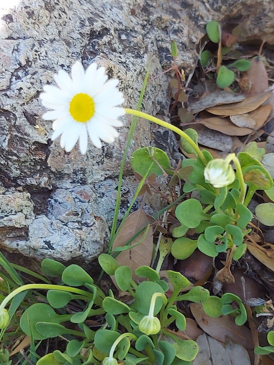 Dickblättriges Gänseblümchen 4