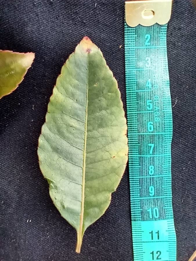 Weinmannia balbisiana 6
