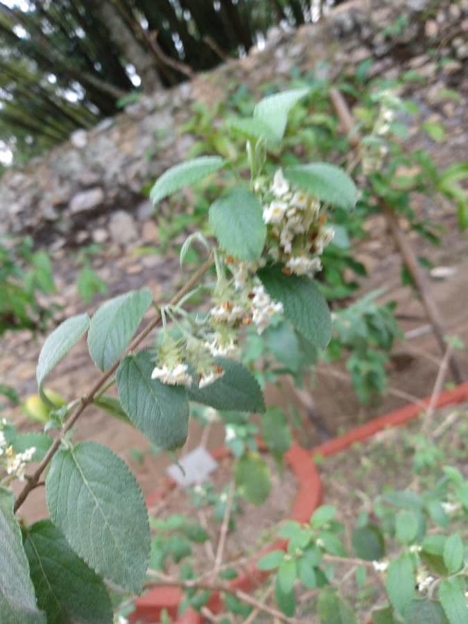 Lippia