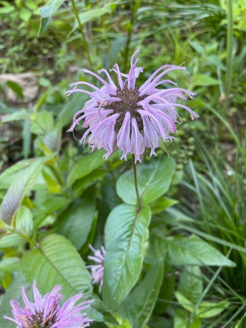 Monarda