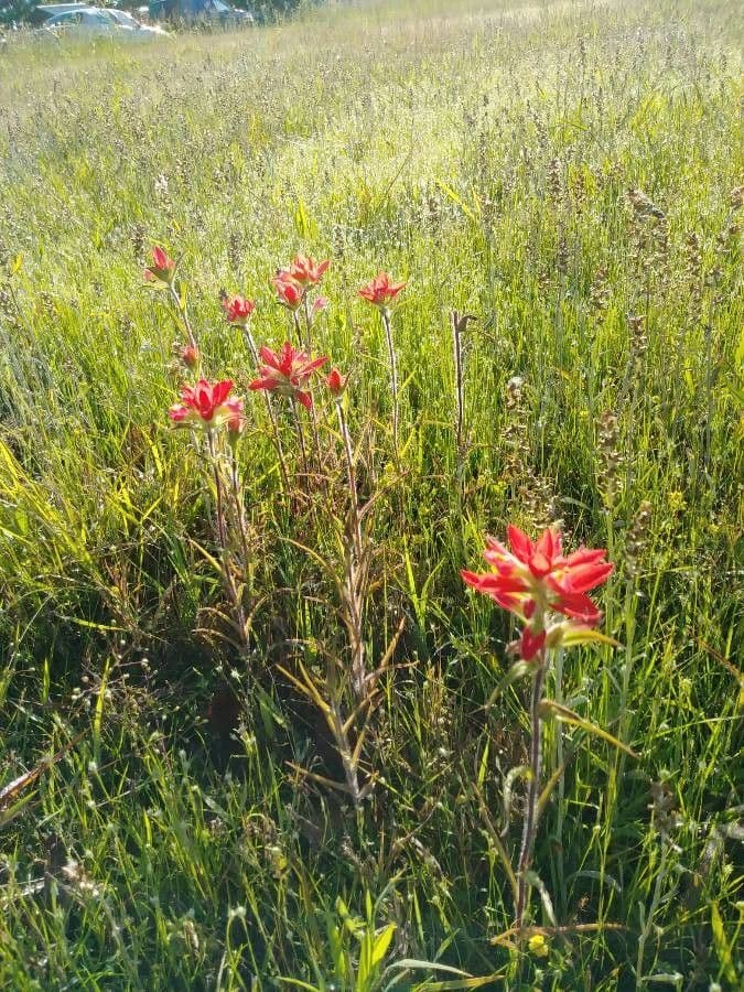 Castilleja 9