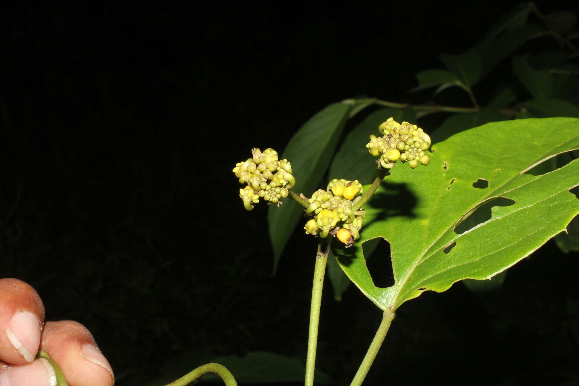 Stigmaphyllon 2