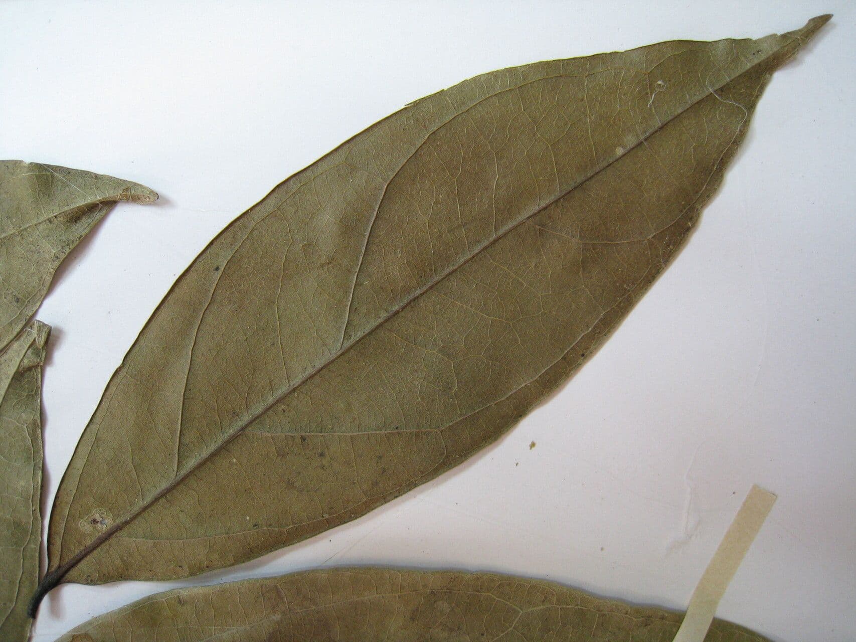 Leonia glycycarpa 15