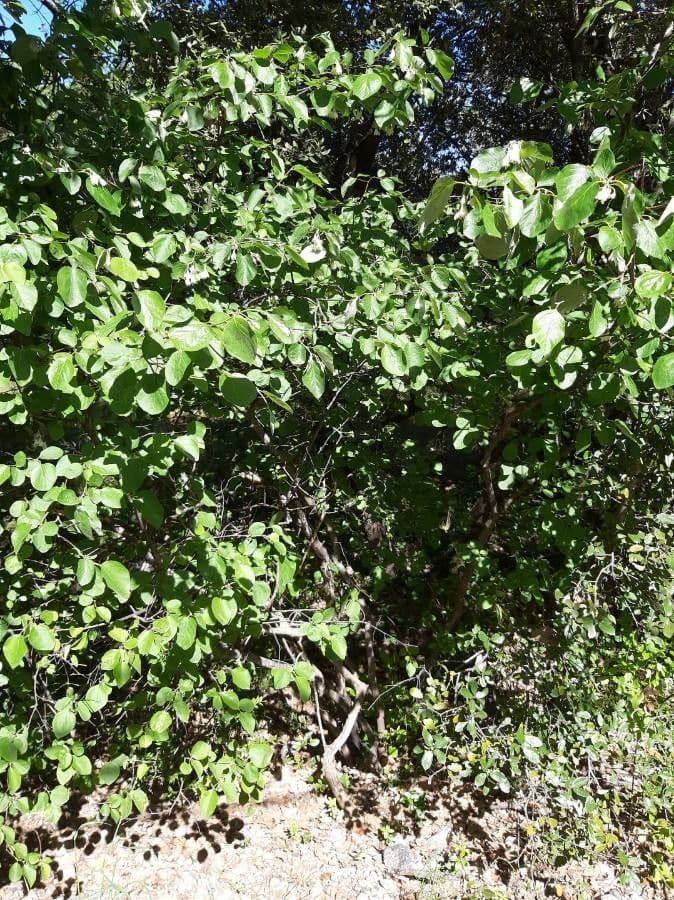 Styrax officinalis 15