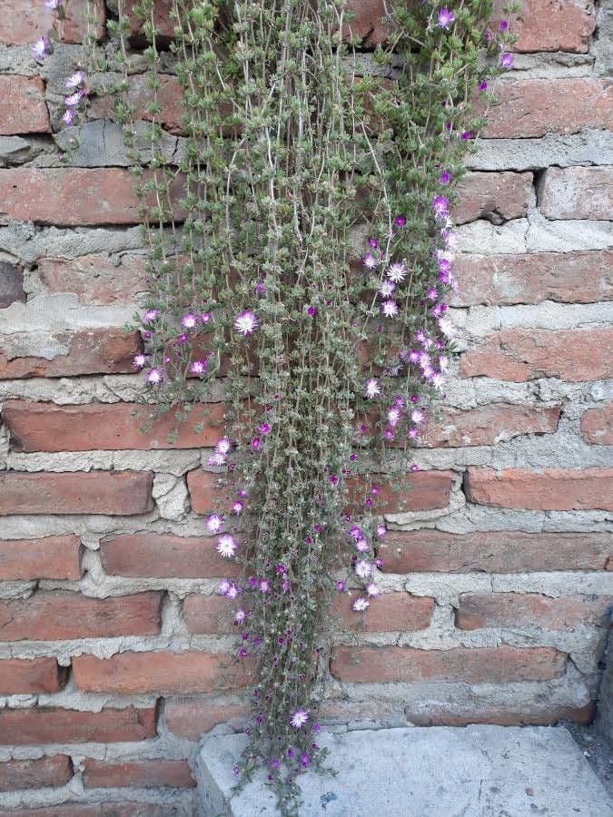 Flor di rugiada ispida 10