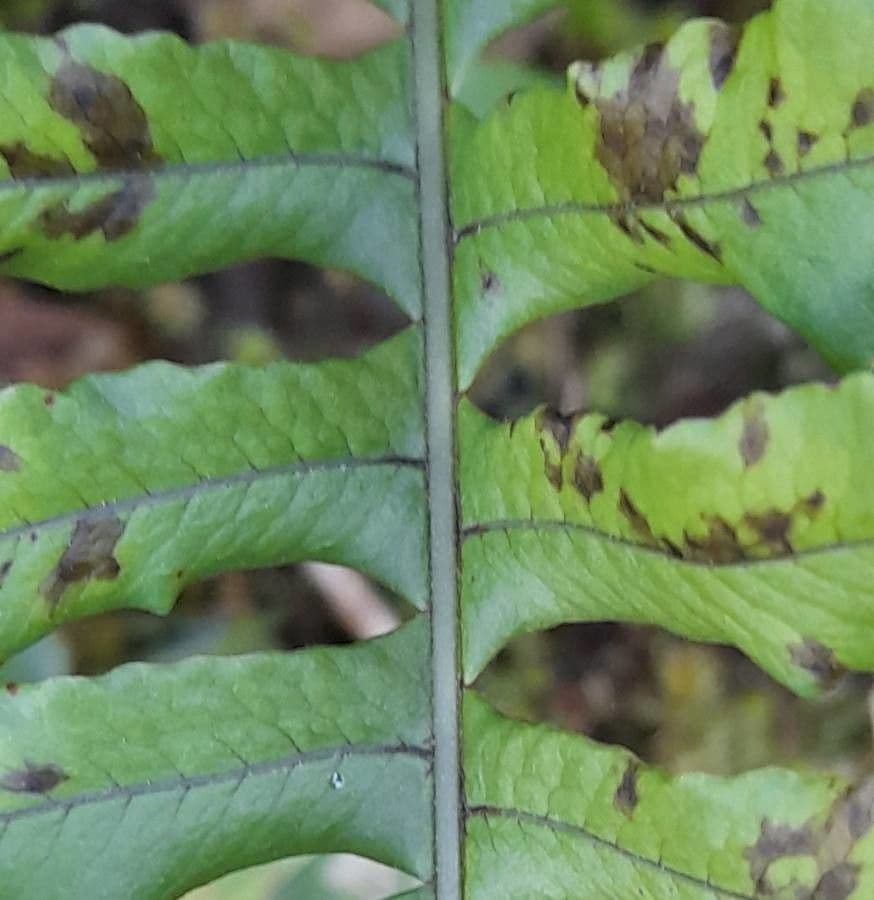 Blechnum 2