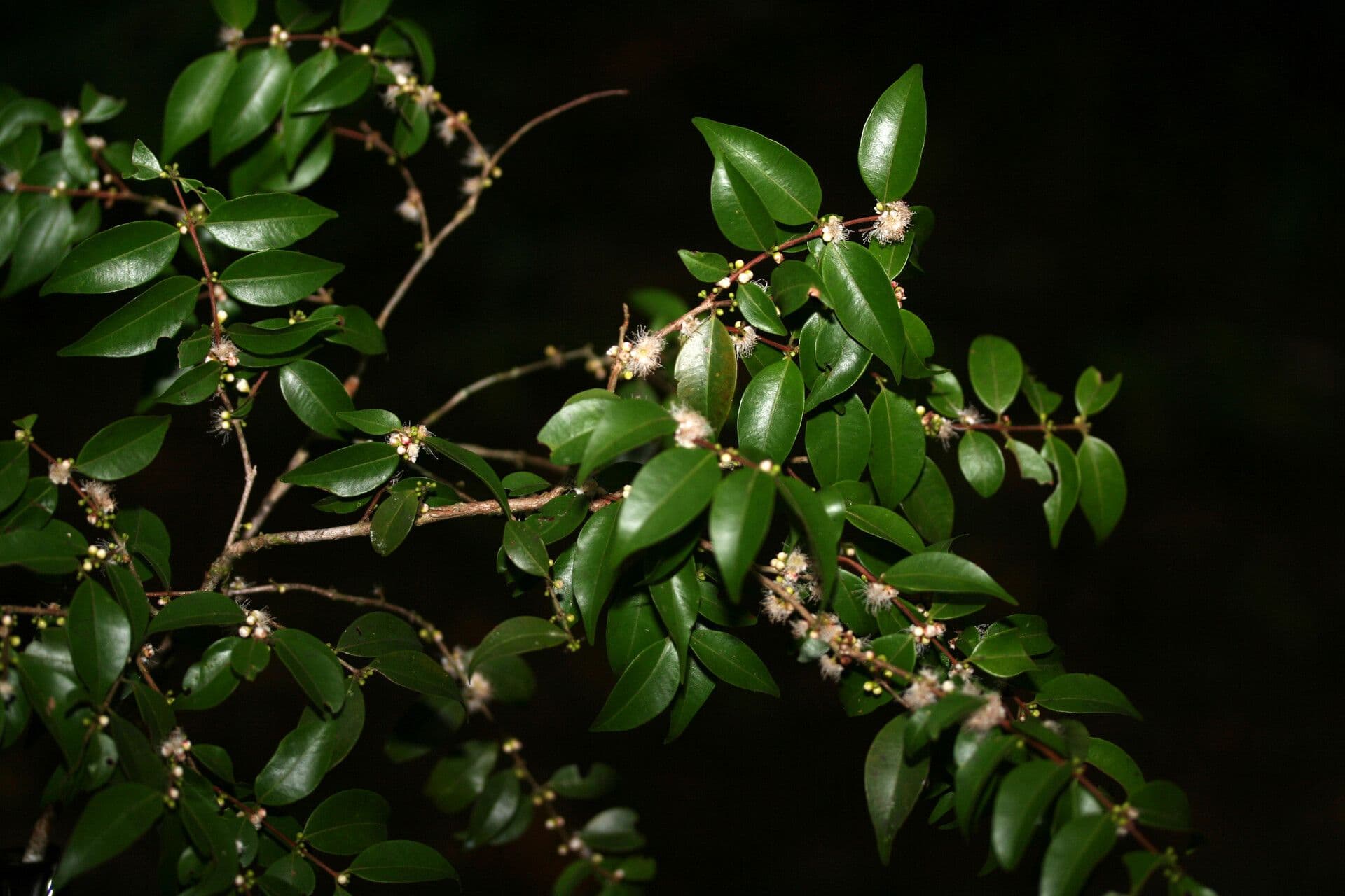 Guayaba de olor 7