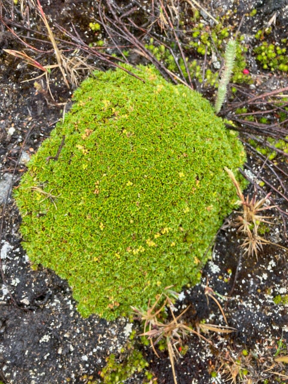 Azorella 12