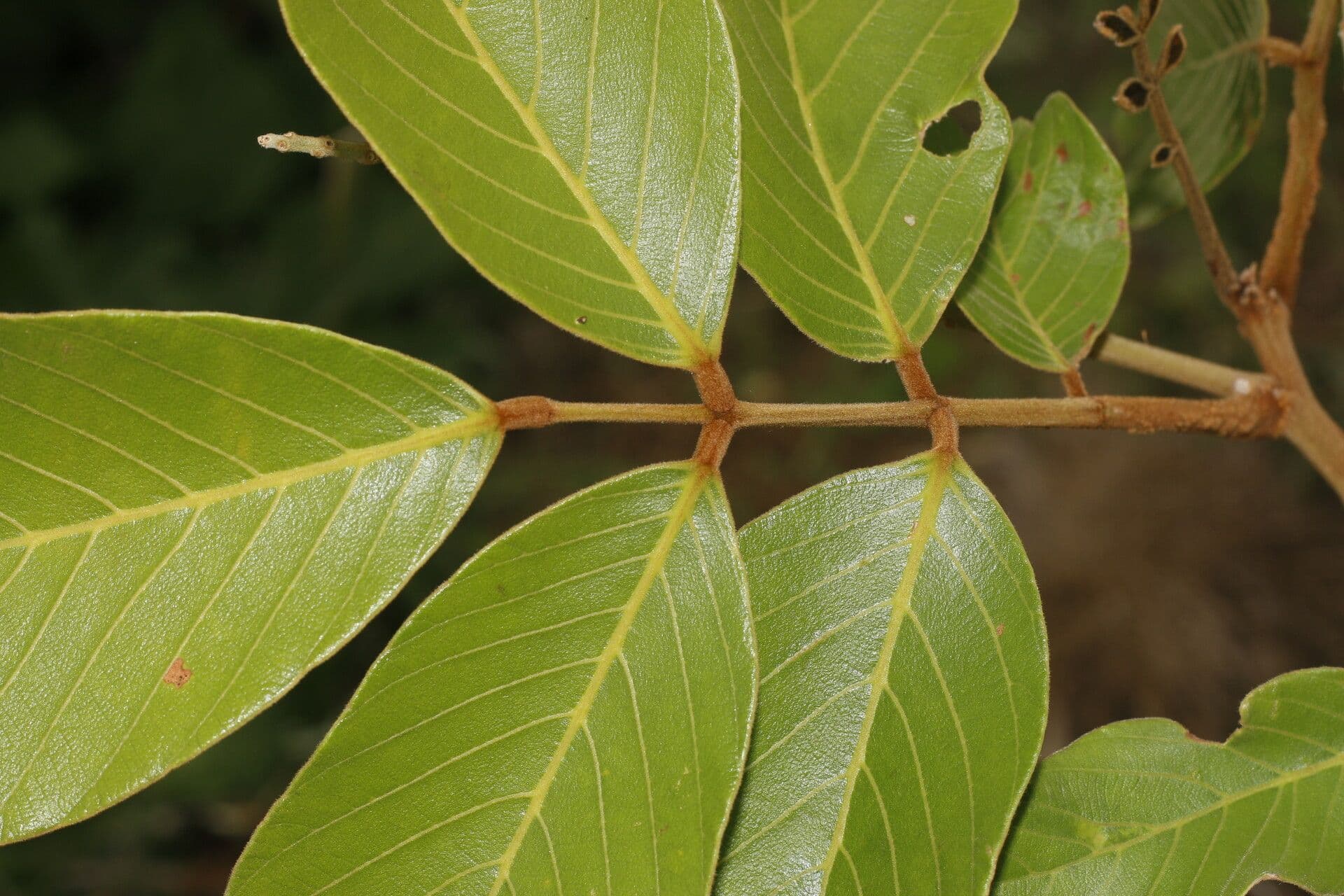 Lonchocarpus 3