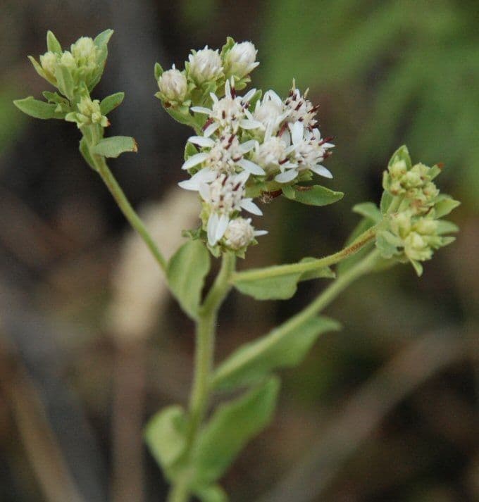Sericocarpus 2