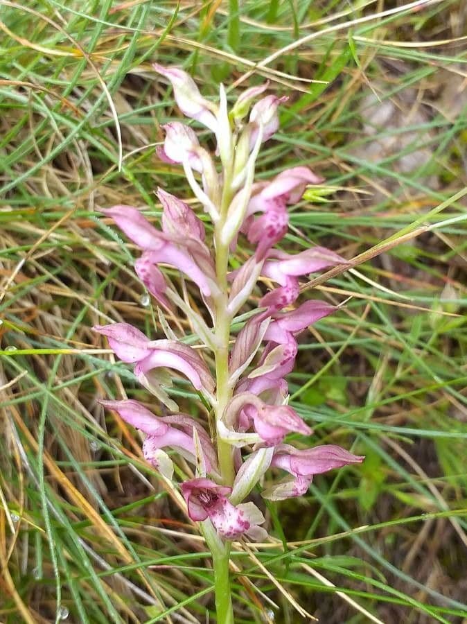 Orchide cimicina 7