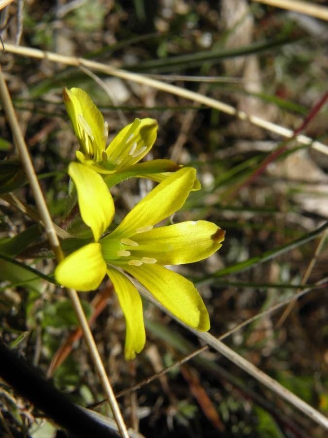 Gagea bohemica 4