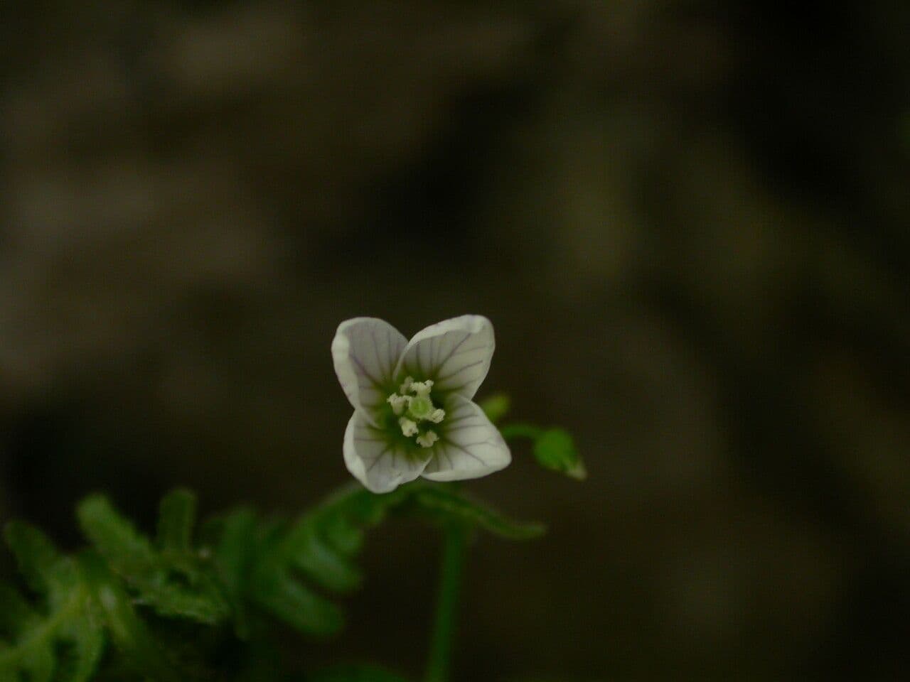 Cardamine 2