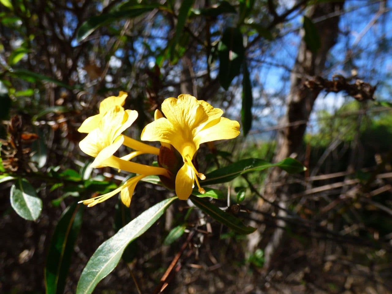 Barleria a cono di luppolo 8