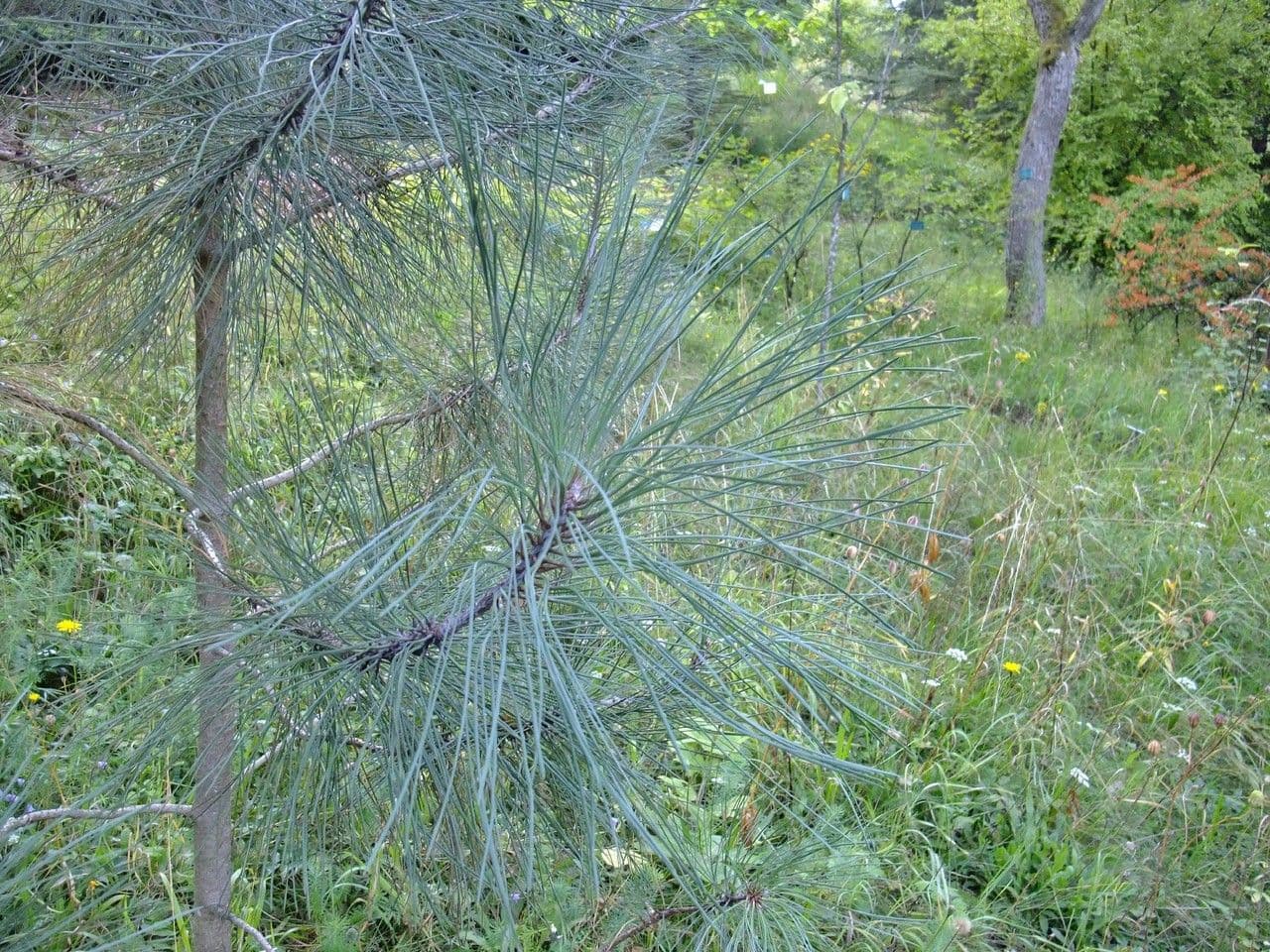Kolkweide 7