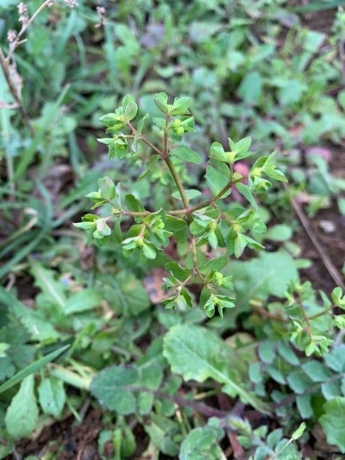 Garten-Wolfsmilch 20