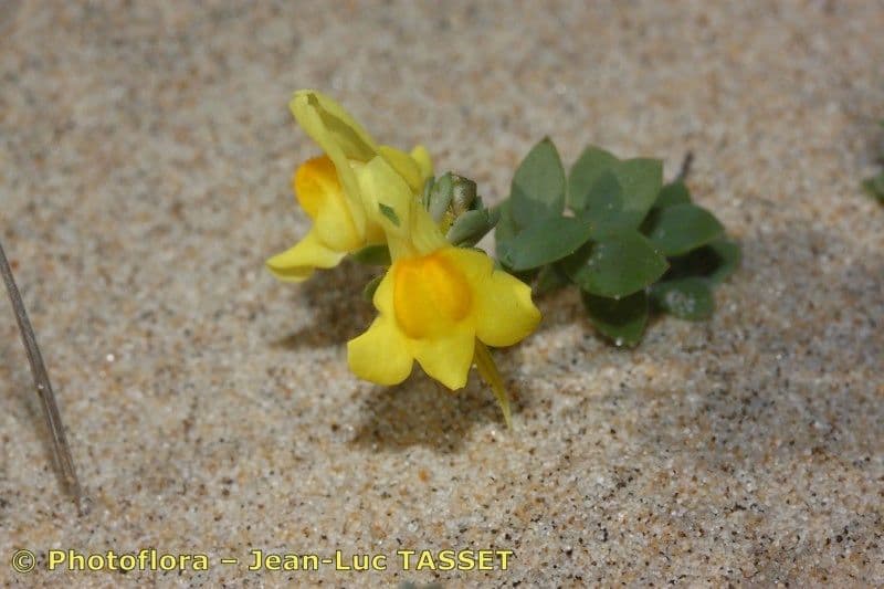 Linaria 20