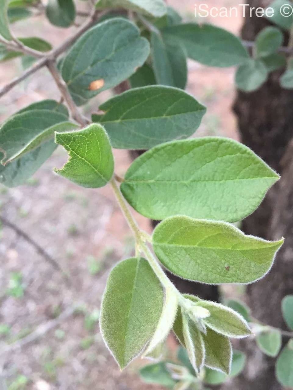 Combretum hereroense 16