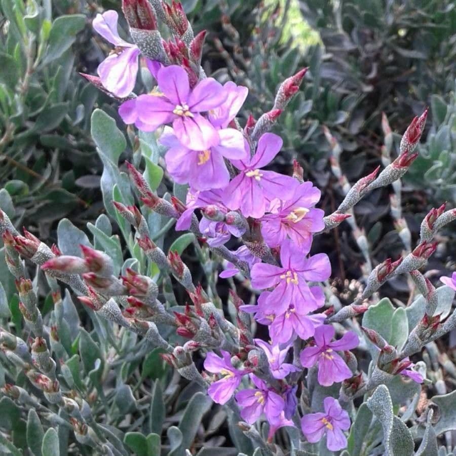 Limoniastrum monopetalum 10