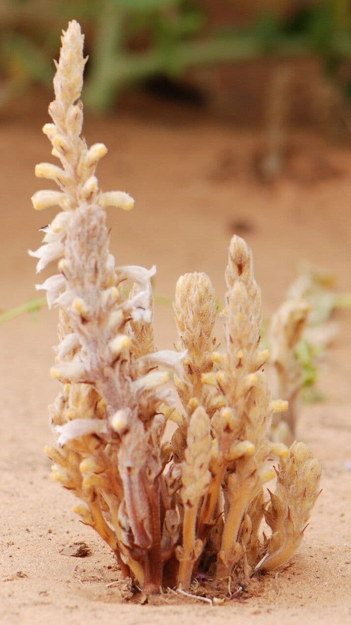 Orobanche rameuse 7