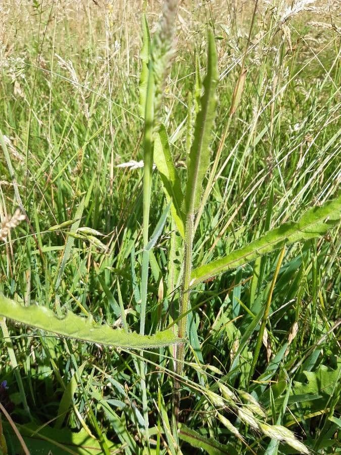 Radicchiella dolcigna 12