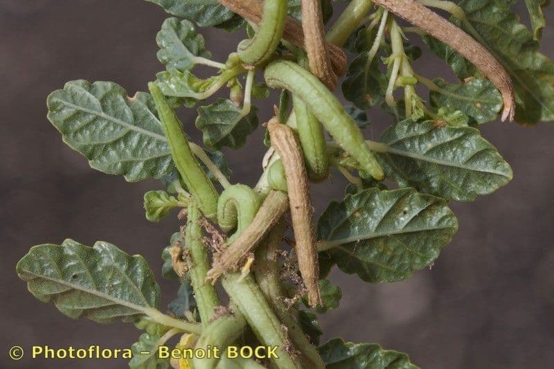 Corchorus 4