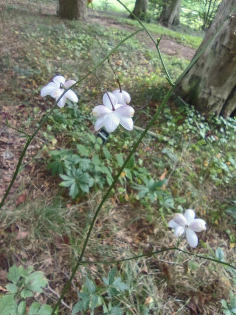 Anemonopsis 4