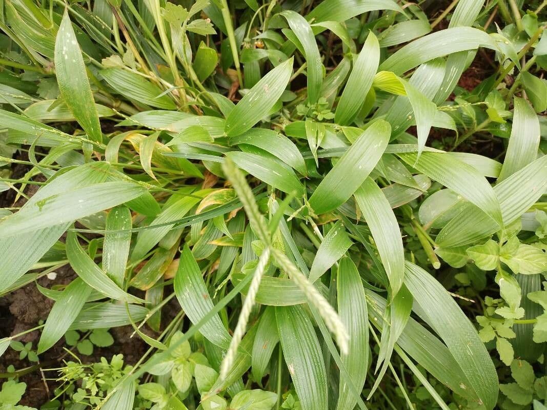 Setaria barbata 12