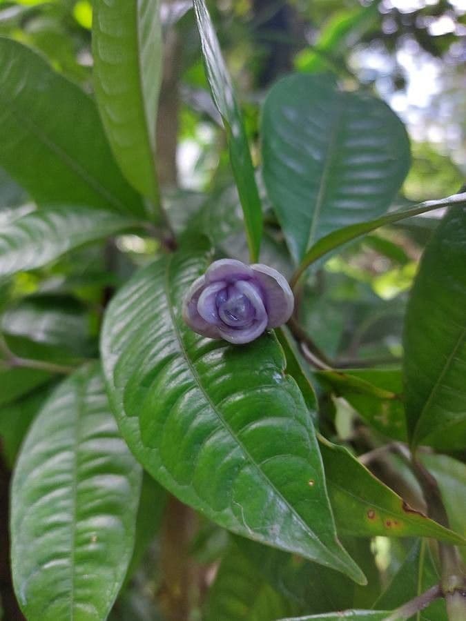 Psychotria 9