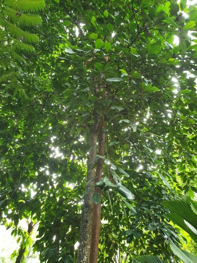 Baccaurea 5