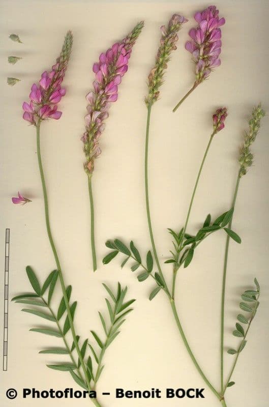 Vičenec ligrus 26