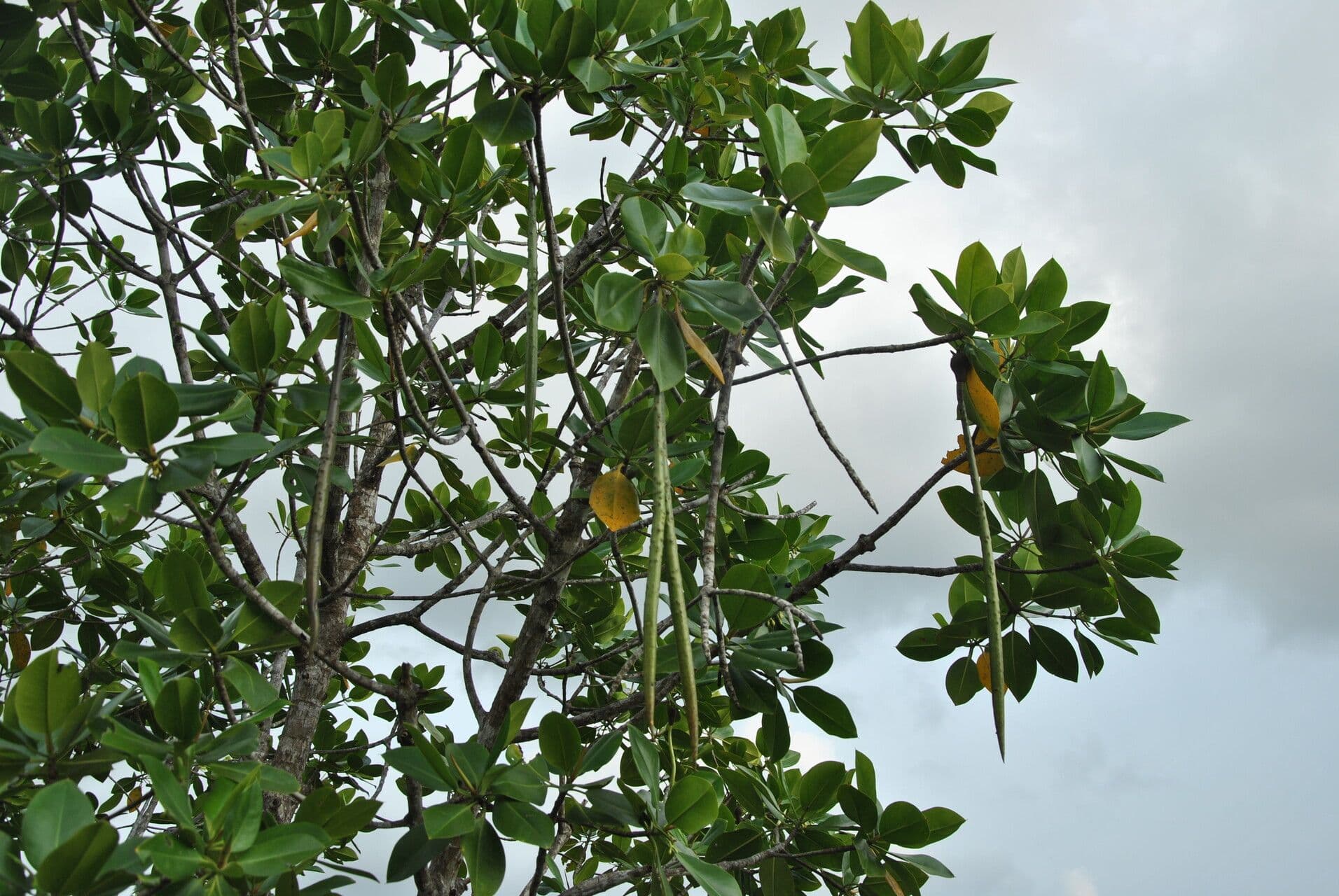 Mangle à racines bouclées 26