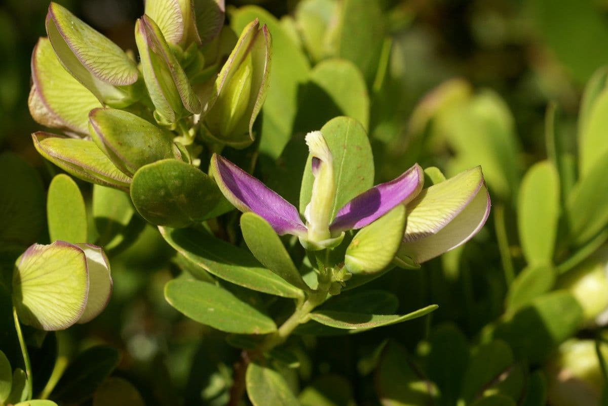 Myrtenblättrige Kreuzblume 28