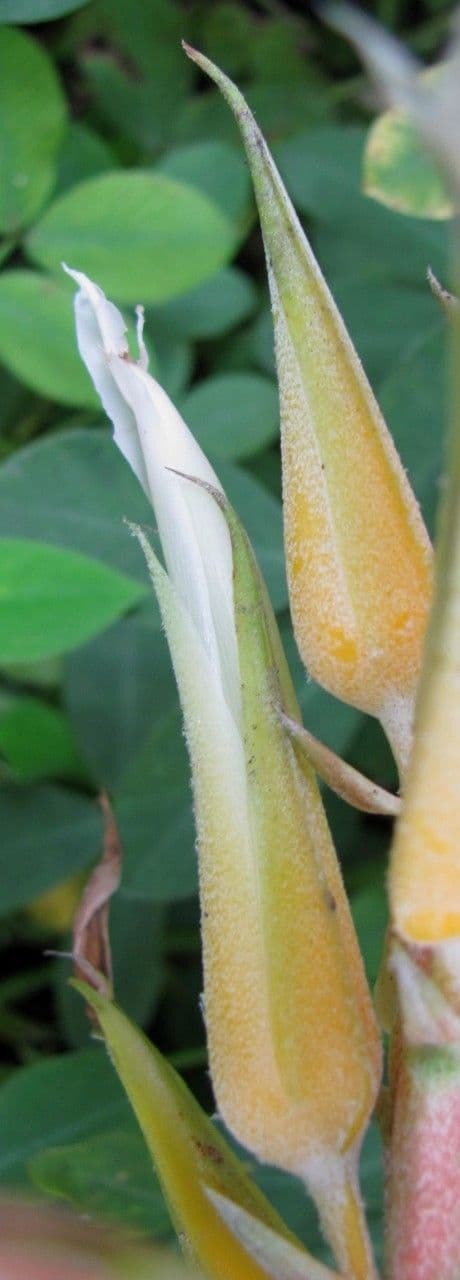 Pitcairnia 2