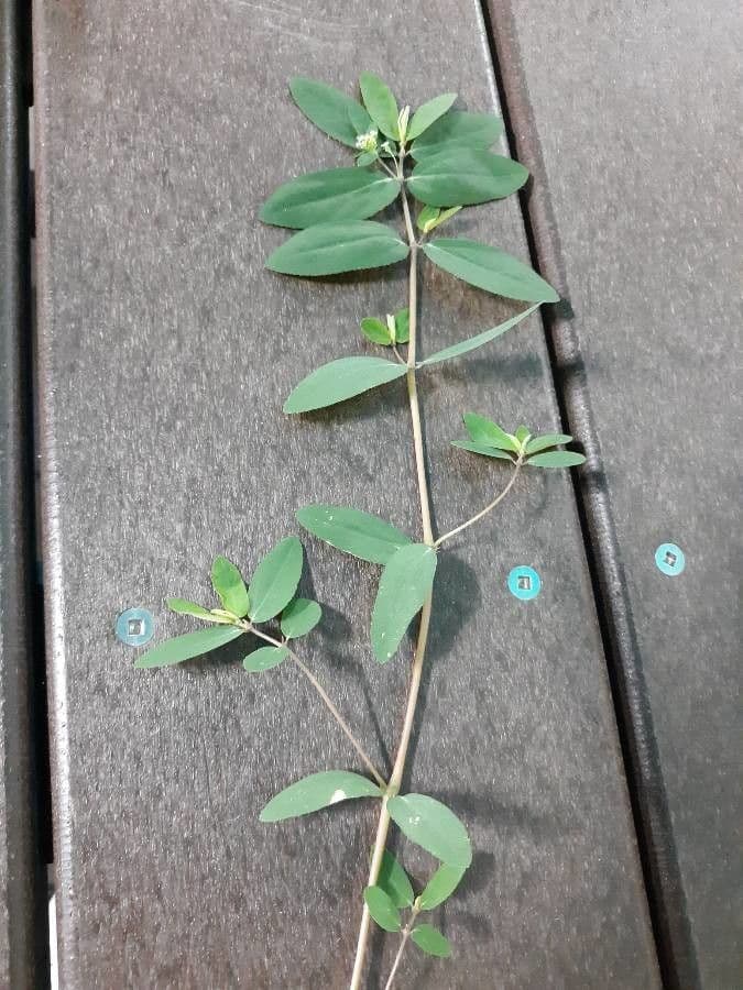 Euforbia pendula 20