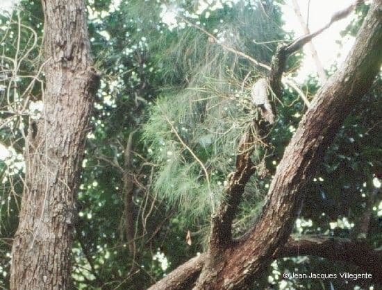 Native dendrobium 9