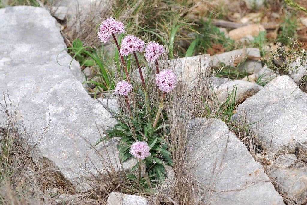 Valeriana tuberosa 26