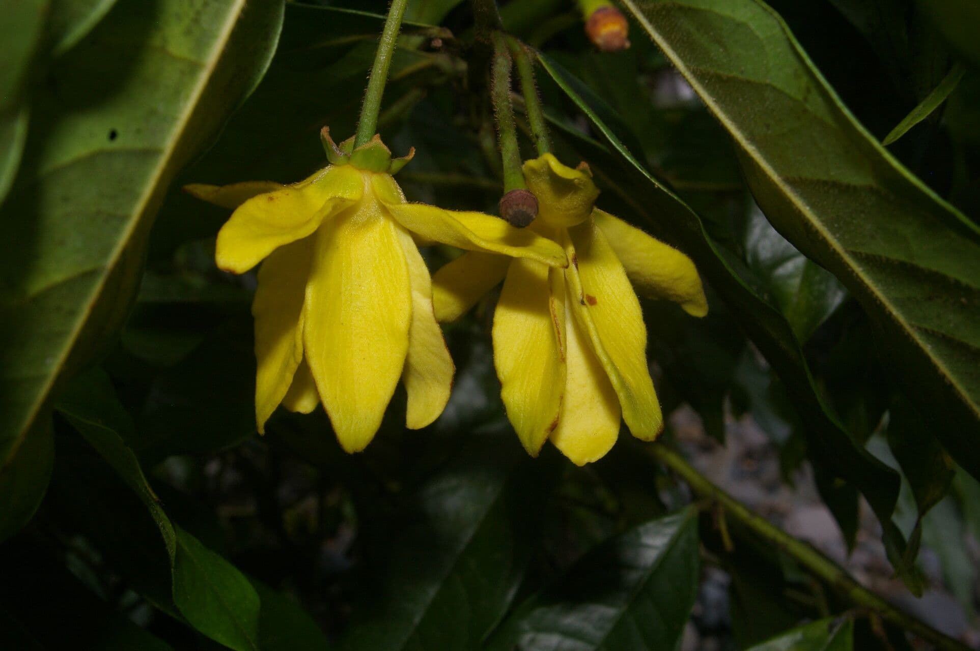 Guatteria 6