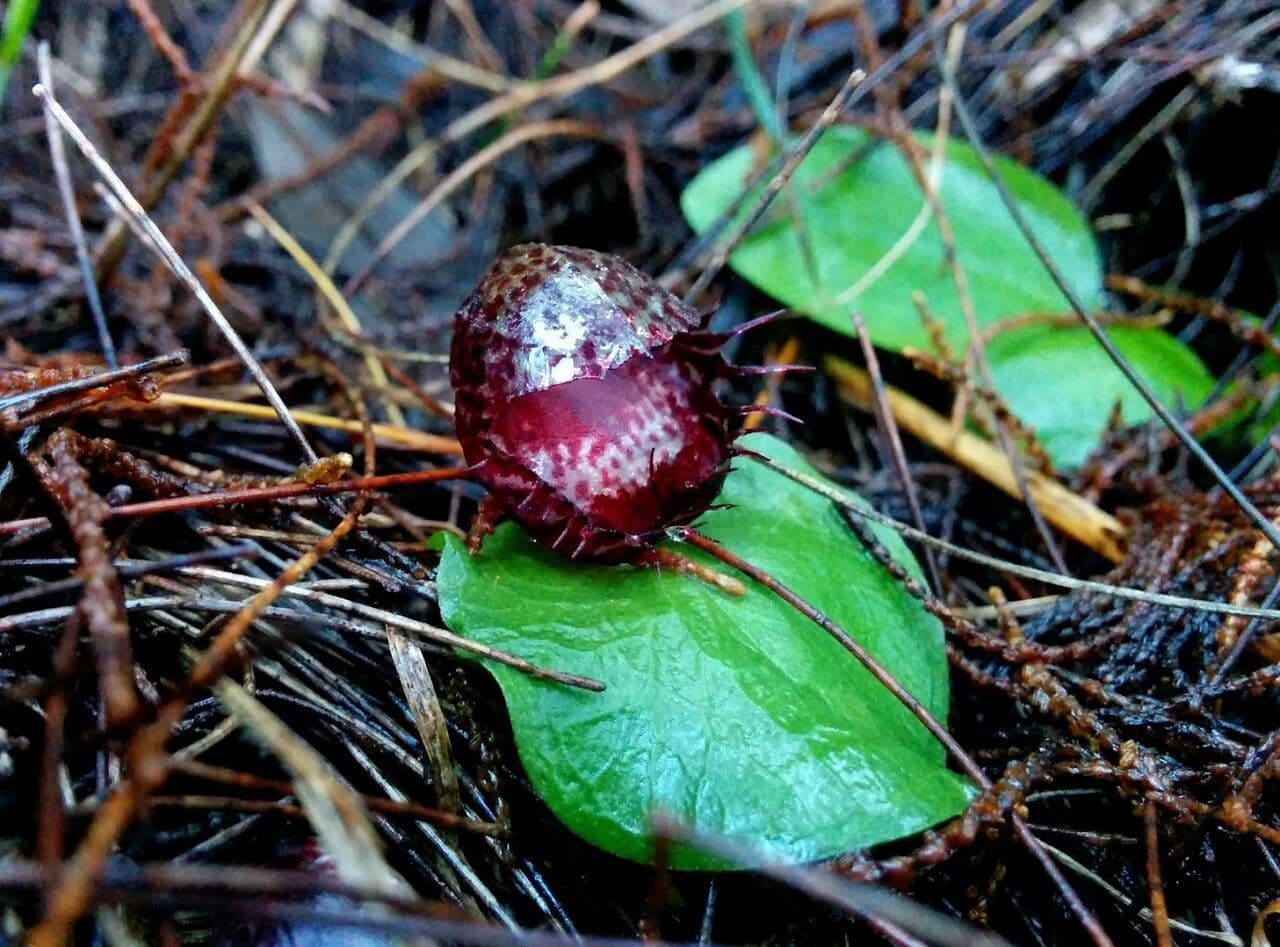 Corybas 3