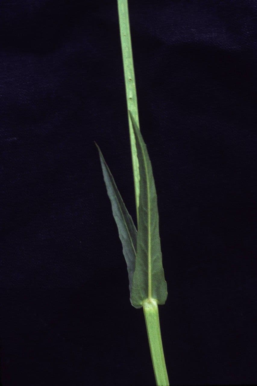 Physostegia angustifolia 4
