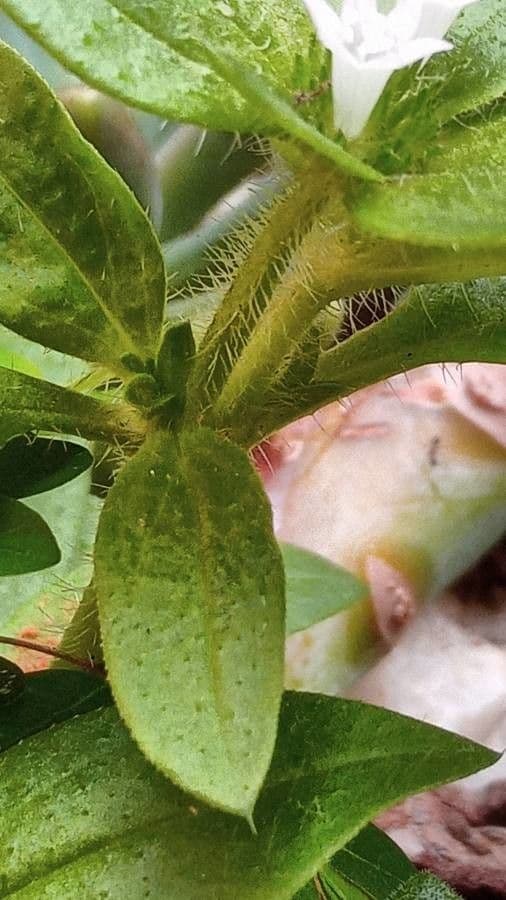 Richardia scabra 20
